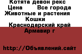 Котята девон рекс › Цена ­ 1 - Все города Животные и растения » Кошки   . Краснодарский край,Армавир г.